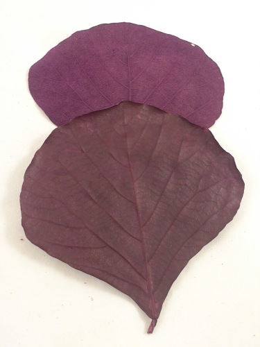 Cobrablad aubergine 100 st.